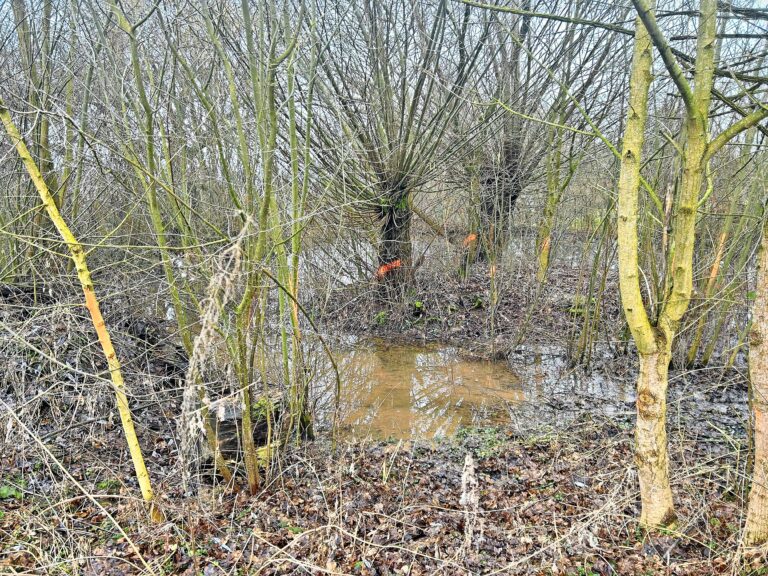 Streuobstwiesen akut gefährdet